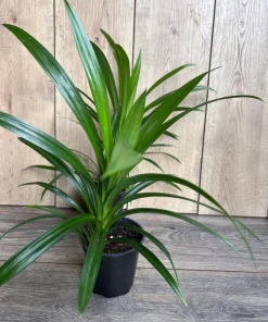 ONE Pandan Plant, pandanus, pandan in 4