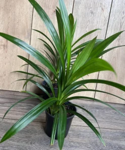 ONE Pandan Plant, pandanus, pandan in 4