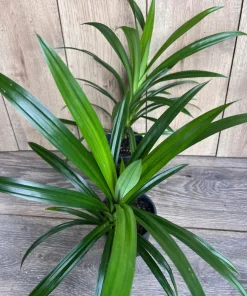 ONE Pandan Plant, pandanus, pandan in 4