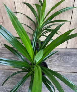 ONE Pandan Plant, pandanus, pandan in 4