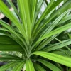ONE Pandan Plant, pandanus, pandan in 4" pot - Image 1