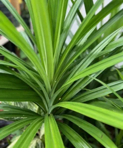 ONE Pandan Plant, pandanus, pandan in 4