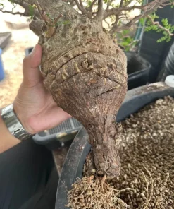 Operculicarya Pachypus Seeds - 5 Rare Succulent Bonsai Seeds - Fast Growing - Image 2