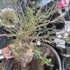 Operculicarya Pachypus Seeds - 5 Rare Succulent Bonsai Seeds - Fast Growing - Image 1