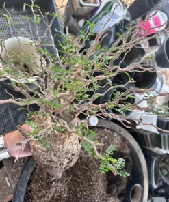 Operculicarya Pachypus Seeds - 5 Rare Succulent Bonsai Seeds - Fast Growing - Image 1