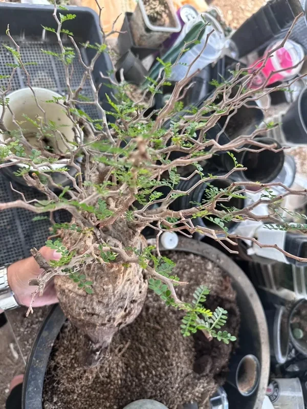 Operculicarya Pachypus Seeds - 5 Rare Succulent Bonsai Seeds - Fast Growing - Image 1