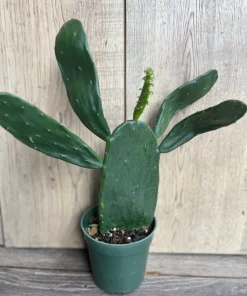 Opuntia, prickly pear in 4