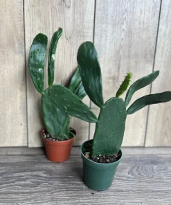 Opuntia, prickly pear in 4