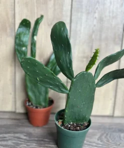 Opuntia, prickly pear in 4