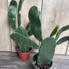 Opuntia, prickly pear in 4" Pot, opuntia cactus - Image 1