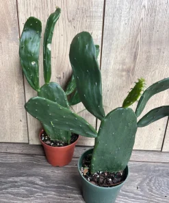 Opuntia, prickly pear in 4