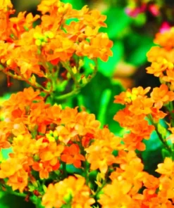 Orange Alyssum Seeds - Sweet Carpet Flower for Gardens - Perennial - Image 2