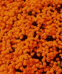 Orange Alyssum Seeds - Sweet Carpet Flower for Gardens - Perennial - Image 3