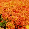 Orange Alyssum Seeds - Sweet Carpet Flower for Gardens - Perennial - Image 1