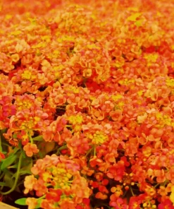 Orange Alyssum Seeds - Sweet Carpet Flower for Gardens - Perennial - Image 1