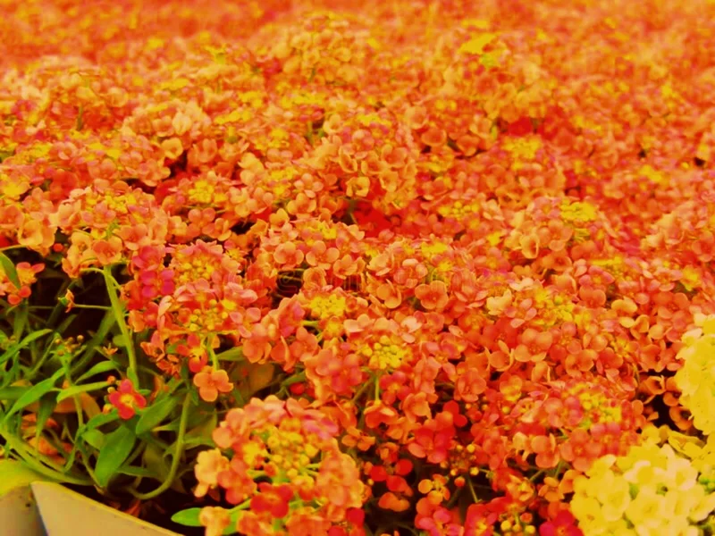 Orange Alyssum Seeds - Sweet Carpet Flower for Gardens - Perennial - Image 1