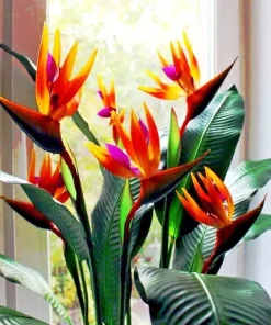 Orange Bird of Paradise Seeds - Strelitzia reginae Tropical Crane Flower 10 Seeds Perennial - Image 2