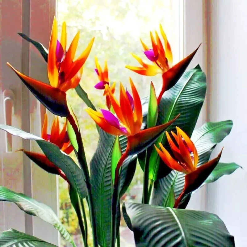 Orange Bird of Paradise Seeds - Strelitzia reginae Tropical Crane Flower 10 Seeds Perennial - Image 2