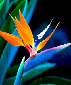 Orange Bird of Paradise Seeds - Strelitzia reginae Tropical Crane Flower 10 Seeds Perennial - Image 3