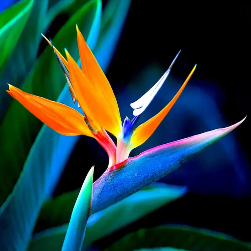 Orange Bird of Paradise Seeds - Strelitzia reginae Tropical Crane Flower 10 Seeds Perennial - Image 3