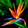 Orange Bird of Paradise Seeds - Strelitzia reginae Tropical Crane Flower 10 Seeds Perennial - Image 1