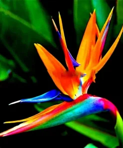 Orange Bird of Paradise Seeds - Strelitzia reginae Tropical Crane Flower 10 Seeds Perennial - Image 1