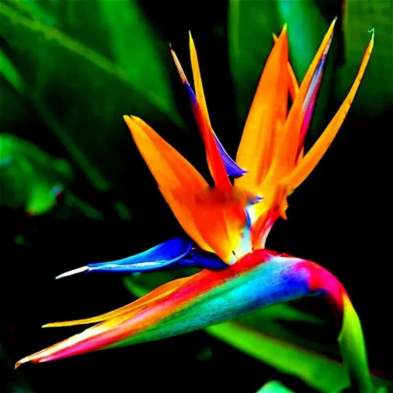Orange Bird of Paradise Seeds - Strelitzia reginae Tropical Crane Flower 10 Seeds Perennial - Image 1