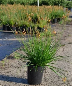 Orange Bulbine Live Plant - Bulbine frutescens Perennial, 1 Gallon Pot, Outdoor - Image 2