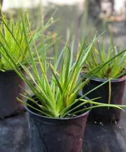 Orange Bulbine Live Plant - Bulbine frutescens Perennial, 1 Gallon Pot, Outdoor - Image 3