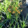 Orange Bulbine Live Plant - Bulbine frutescens Perennial, 1 Gallon Pot, Outdoor - Image 1