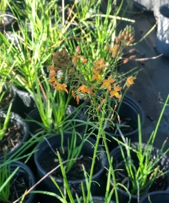 Orange Bulbine Live Plant - Bulbine frutescens Perennial, 1 Gallon Pot, Outdoor - Image 1