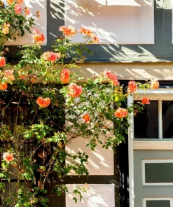 Orange Climbing Rose Seeds - 5 Seeds, Fragrant Bush Vine, Zones 3-11 - Image 10
