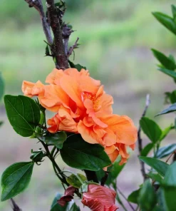 Orange Climbing Rose Seeds - 5 Seeds, Fragrant Bush Vine, Zones 3-11 - Image 11