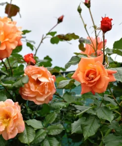 Orange Climbing Rose Seeds - 5 Seeds, Fragrant Bush Vine, Zones 3-11 - Image 2