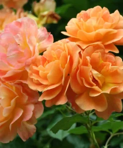Orange Climbing Rose Seeds - 5 Seeds, Fragrant Bush Vine, Zones 3-11 - Image 3