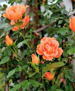 Orange Climbing Rose Seeds - 5 Seeds, Fragrant Bush Vine, Zones 3-11 - Image 4