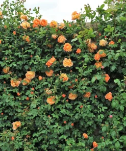 Orange Climbing Rose Seeds - 5 Seeds, Fragrant Bush Vine, Zones 3-11 - Image 5