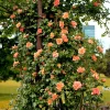 Orange Climbing Rose Seeds - 5 Seeds, Fragrant Bush Vine, Zones 3-11 - Image 1