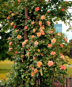 Orange Climbing Rose Seeds - 5 Seeds, Fragrant Bush Vine, Zones 3-11 - Image 1