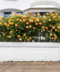 Orange Climbing Rose Seeds - 5 Seeds, Fragrant Bush Vine, Zones 3-11 - Image 6