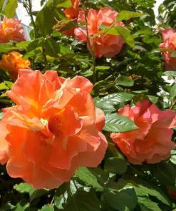Orange Climbing Rose Seeds - 5 Seeds, Fragrant Bush Vine, Zones 3-11 - Image 7
