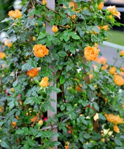 Orange Climbing Rose Seeds - 5 Seeds, Fragrant Bush Vine, Zones 3-11 - Image 8