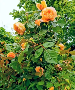 Orange Climbing Rose Seeds - 5 Seeds, Fragrant Bush Vine, Zones 3-11 - Image 9