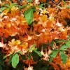 Orange Flame Azalea Seeds - Rhododendron Calendulaceum Bush Flower, 30 Seeds - Image 1