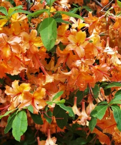Orange Flame Azalea Seeds - Rhododendron Calendulaceum Bush Flower, 30 Seeds - Image 1
