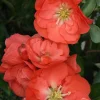 Orange Flowering Quince Live Plant – 4 inch Pot – Bush & Shrub – Zones 5-9 - Image 1