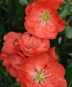 Orange Flowering Quince Live Plant – 4 inch Pot – Bush & Shrub – Zones 5-9 - Image 1