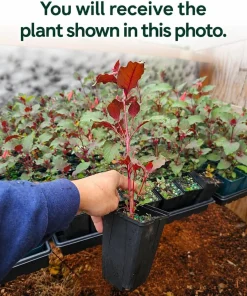 Orange Fuchsia Live Plant – 4-6 inch Tall, 5 Inch Pot – Outdoor Flower - Image 2