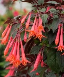 Orange Fuchsia Live Plant – 4-6 inch Tall, 5 Inch Pot – Outdoor Flower - Image 3