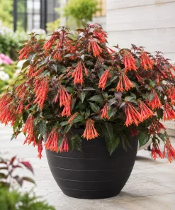 Orange Fuchsia Live Plant – 4-6 inch Tall, 5 Inch Pot – Outdoor Flower - Image 4